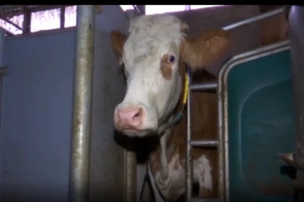 SAMO JE STAO DA SE OLAKŠA! Krava pala na glavu muškarcu koji je stajao pored pruge, BIZARNA NESREĆA