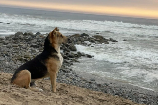 PSA NE MOŽEŠ PREVARITI: Evo šta se desi kada maskirani prođete pored njega (VIDEO)