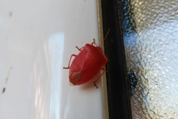 KAO DA JE IZ ČERNOBILJA STIGLA! Fotka crvene smrdibube PRESTRAVILA ljude! (FOTO)