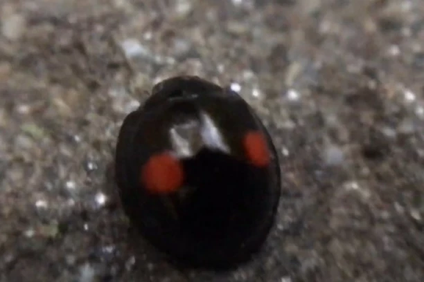 BUBA VEŠTICA OPSEDA STANOVE: Nakon žutih bubamara i crvenih smrdibuba, Beograđani ponovo u ČUDU!