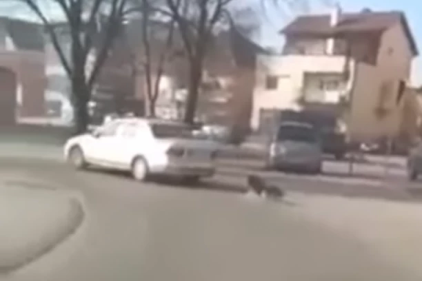 UZNEMIRUJUĆI SNIMAK MUČENJA PSA! Vezao ga za automobil i vukao kroz Bujanovac, pa se OVAKO pravdao! (VIDEO)
