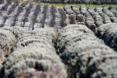 PUSTOŠ POSLE POŽARA U POLJU LAVANDE! Poznata turistička atrakcija nadomak Novog Sada izgleda OVAKO! (FOTO, VIDEO)