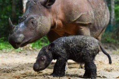 DIVNE VESTI! Sumatranski nosorog rođen u Indoneziji nada za spas vrste
