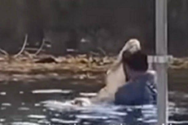 UŠAO U VODU SA ALIGATOROM! Životinja odmah odreagovala na njegov potez! (VIDEO)