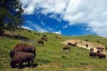 PRIRODA IMA SVOJE NAČINE: Posle DVA veka bizoni ponovo hodaju Srbijom!