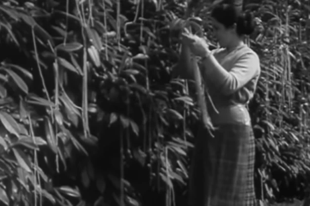 Ovo je NAJBOLJA PRVOAPRILSKA ŠALA ikada! Objavljena je na BBC-u i u nju su poverovali ljudi iz celog sveta! TIČE SE ŠPAGETA! (VIDEO)