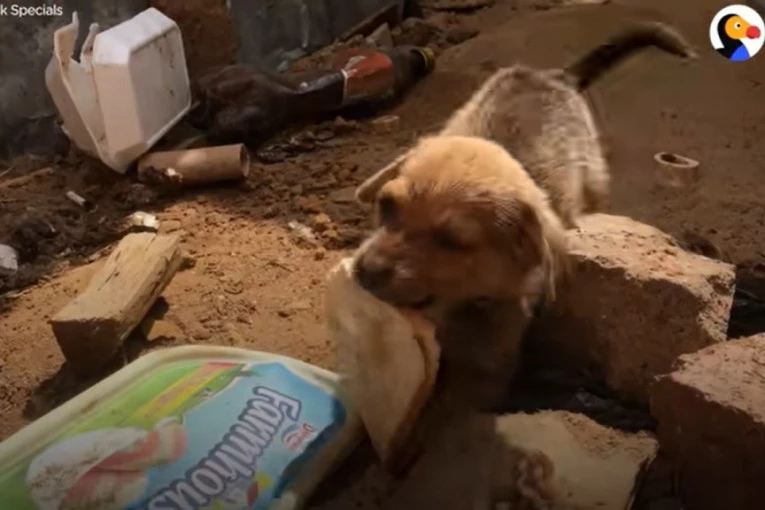 SUZE SAME TEKU: Bio je ostavljen i bolestan, ova kriška hleba bila je sve što ima...