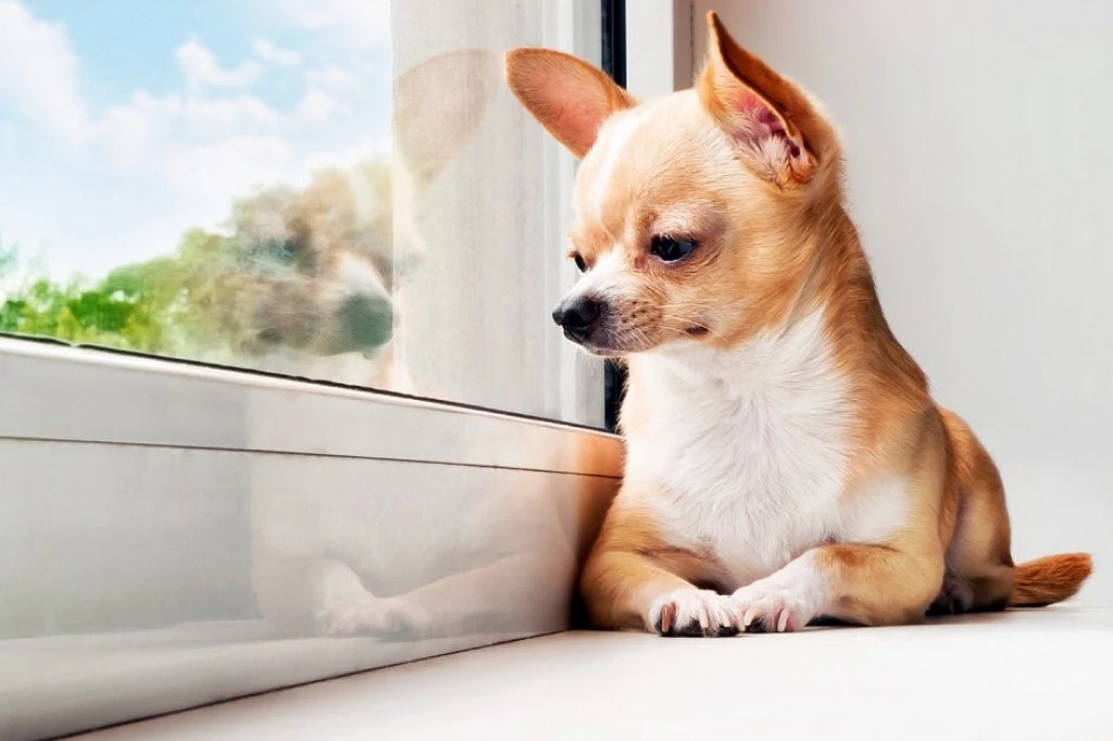 KUCA JE VIDELA LEPTIRA, A ONDA JE USLEDILO NEŠTO ČUDESNO! Ovi snimci će vam ugrejati srce (VIDEO)