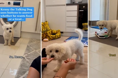 OVAJ PAS GOVORI! Pogledajte neverovatan snimak, nećete verovati svojim očima!