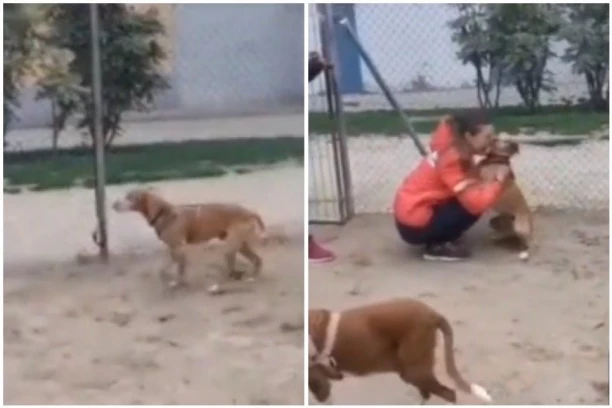 SNIMAK RASPLAKAO ČITAV SVET! Izgubili su svaku nadu da će ga ikad pronaći, ali onda se dogodilo čudo!