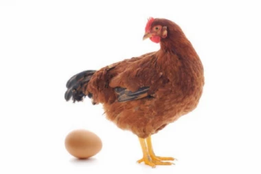 Nađen odgovor na PITANJE SVIH PITANJA od postanka sveta! Evo šta je starije KOKOŠKA ili JAJE! Naučnici rešili dilemu!