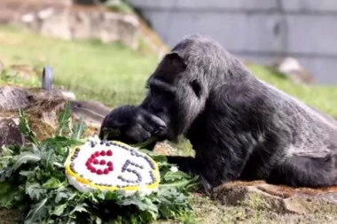 NAPUNILA 65 GODINA! Najstarija gorila na svetu Fatu proslavila rođendan