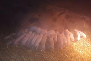 ŠOK KOD BAJINE BAŠTE: Krmača za noć na svet donela 22 PRASIĆA, sve prošlo u najboljem redu! (FOTO)