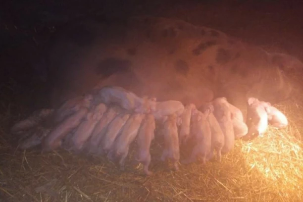 ŠOK KOD BAJINE BAŠTE: Krmača za noć na svet donela 22 PRASIĆA, sve prošlo u najboljem redu! (FOTO)