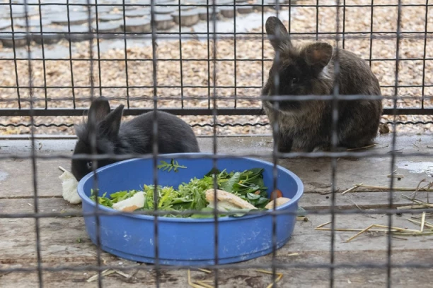 HLADNOKRVNO IH JE ZADAVIO BEZ IKAKVE EMOCIJE: Devetogodišnjak otišao u ZOO vrt i ubio zečeve i morske prasiće! Škola u šoku reakcijom njegovih RODITELJA