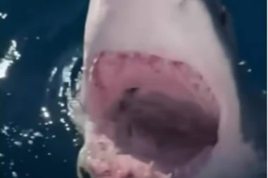 NEPOZVAN GOST! Pecanje se pretvorilo u HOROR - ajkula jurila i napadala porodični čamac sat vremena! (VIDEO)