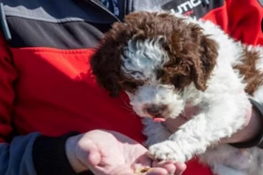 UDOMILI SU MALENOG PSA I PREKO NOĆI POSTALI BOGATAŠI! Samo su ga izveli u šetnju i za njih se u trenu sve promenilo