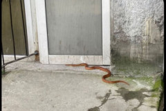 HUSBAND'S QUICK REACTION: After his wife was bitten by a snake, he did what NO ONE would have remembered - DOCTORS were left in SHOCK!