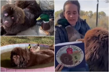 OGROMNOM PSU SU DONELI PATKU! Ono što je usledilo sve je potpuno zaprepastilo! (VIDEO)