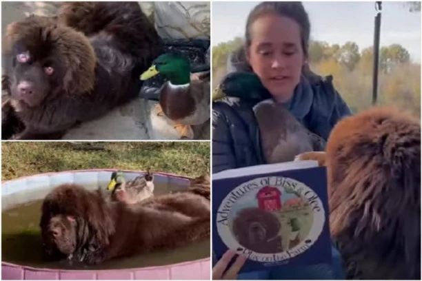 OGROMNOM PSU SU DONELI PATKU! Ono što je usledilo sve je potpuno zaprepastilo! (VIDEO)