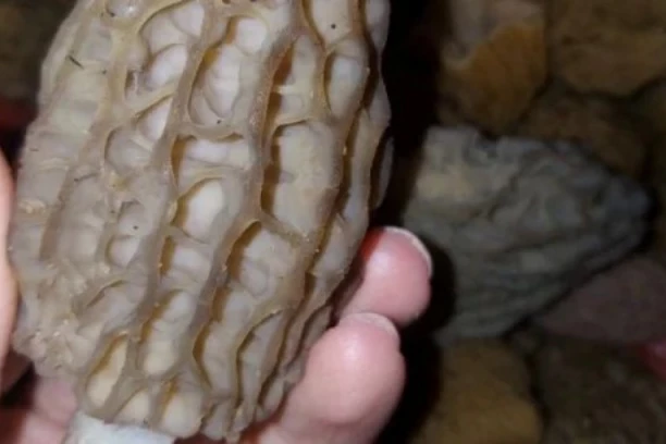 DA LI ZNATE ŠTA JE OVO? Objava devojke izazvala žestoku polemiku, a retko ko zna da je cena ploda 100 EVRA ZA KILOGRAM! (FOTO)