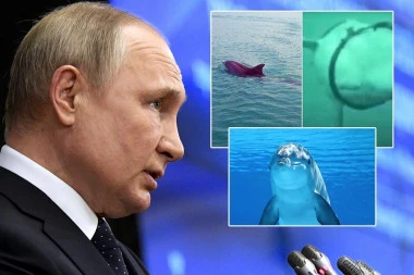 PUTIN POSLAO DELFINE U RAT! Amerikanci otkrili: Ruski predsednik udara svim raspoloživim sredstvima, TAJNO ORUŽJE je već u Crnom moru!