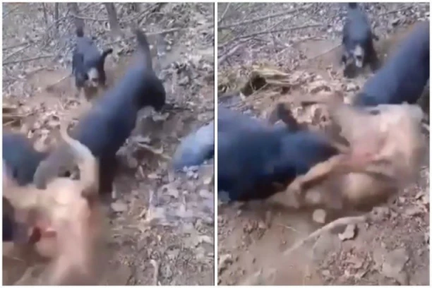 KRVOLOČNI PSI KOLJU OVCE: Meštani sela kod Osečine u konstantnom strahu!