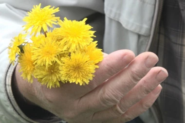 OVA BILJKA MOŽE DA SE JEDE OD KORENA DO CVETA: Prepuna je vitamina - ima antikancerogeno dejstvo i odlična je za imunitet