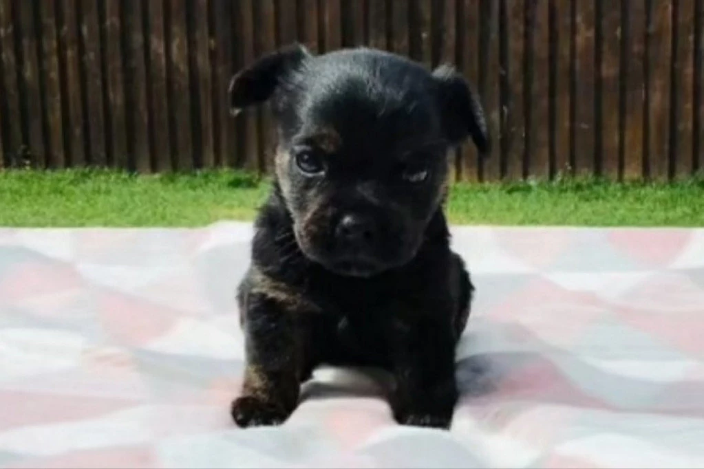 PLATILA LJUBIMCA 700 EVRA, A EVO U ŠTA JE ON IZRASTAO! Šokantan snimak!