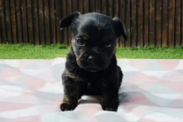 PLATILA LJUBIMCA 700 EVRA, A EVO U ŠTA JE ON IZRASTAO! Šokantan snimak!