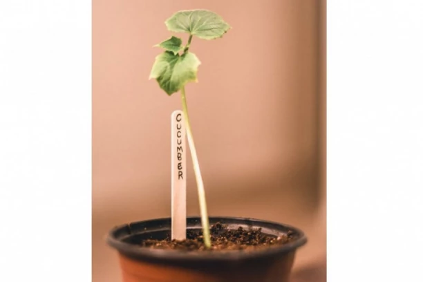 KAKO DA UZGAJATE KRASTAVAC KOD KUĆE? Ovaj fenomenalan trik sigurno uspeva!