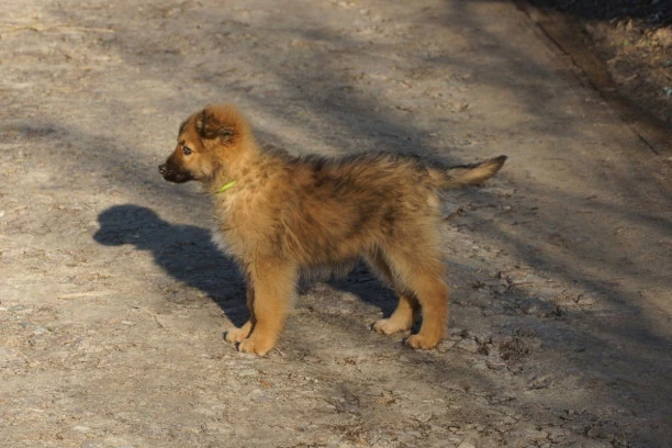 IZGUBILI PSA PRE 14 GODINA! Ono što je zatim usledilo slama srce! (VIDEO)