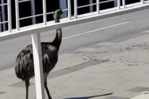 IPAK NIJE POBEGAO IZ ZOOLOŠKOG VRTA! Poznato otkud NANDU za kojim su se u Beogradu okretali prolaznici! (FOTO, VIDEO)