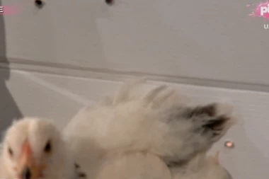 Voditelj u emisiji uživo POKLONIO KOKOŠKU POZNATOJ PEVAČICI, ona ovako odreagovala!