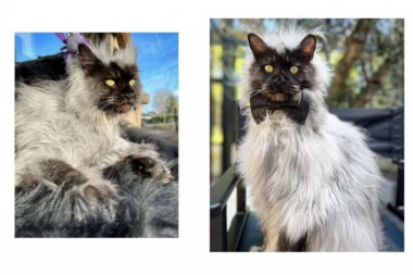 LEPOTAN SA INSTAGRAMA: Mačka za koju misle da je lemur (FOTO i VIDEO)