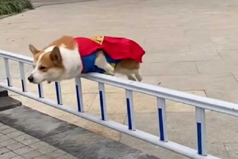 ON JE SUPERKORGI: Ova mala leteća vekna hleba će vas ODUŠEVITI!