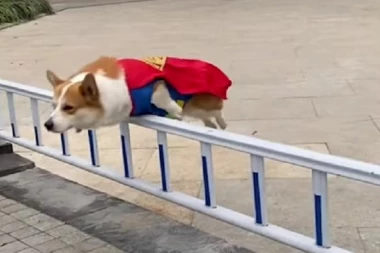 ON JE SUPERKORGI: Ova mala leteća vekna hleba će vas ODUŠEVITI!