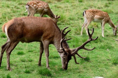 MNOGO POGREŠNIH ODGOVORA! Da li znate kako se zove mladunče košute? Nije ni bambi, a ni lane