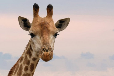 NJAM, NJAM: Ovu žirafu pojeli bi i vegeterijanci