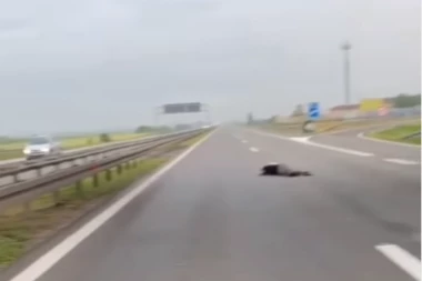 MUŠKARAC LEŽI NA AUTO-PUTU: Najverovatnije je pao sa NADVOŽNJAKA, daje znake života! (VIDEO)
