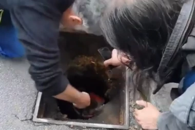 SNIMAK KOJI ĆE VAM RAZVUĆI OSMEH NA LICE! Nesvakidašnja akcija spasavanja u Beogradu, spašena majka sa BEBAMA! (VIDEO)