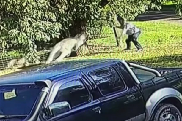 HOROR! Kengur u Australiji pretukao i ubio muškarca koji ga je držao kao ljubimca! Policija morala da puca u pomahnitalu životinju! NAPADAO NA KOGA JE NALETEO!