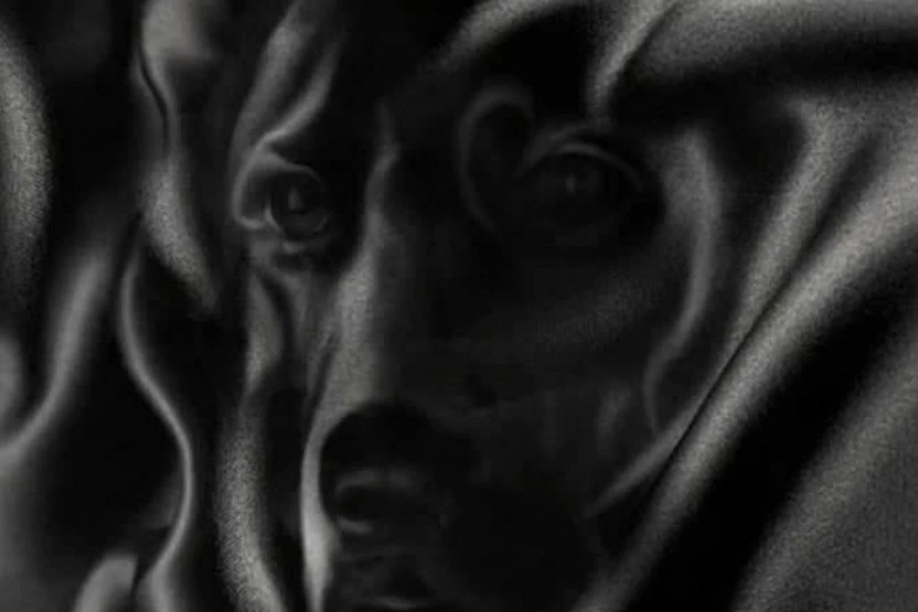 DA LI STE ROĐENI LIDER? Pogledajte u ovu fotografiju i sve će vam se kazati!