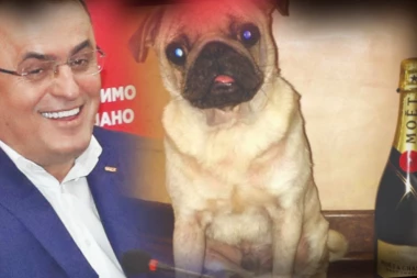 TEŠKO BAHAĆENJE LJUBIMCA SOCIJALISTA! Zagrađanin živi bolje nego većina Srba: Pas mu pije šampanjac, vozi se džipom i putuje po svetu (FOTO)