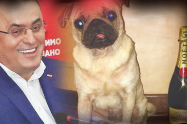 TEŠKO BAHAĆENJE LJUBIMCA SOCIJALISTA! Zagrađanin živi bolje nego većina Srba: Pas mu pije šampanjac, vozi se džipom i putuje po svetu (FOTO)