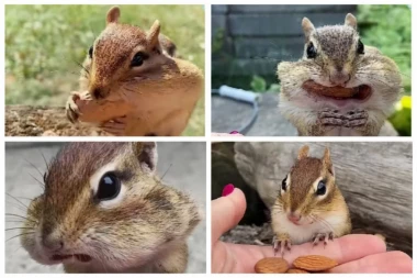 Uspela je da IZDRESIRA VEVERICU! Evo šta sve ume da radi ovo malo čudo prirode! (VIDEO)