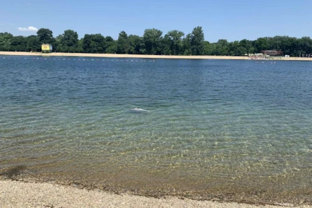 RONIOCI NA ADI CIGANLIJI ZATEKLI NEMAN DUŽINE VEĆE OD METAR I TEŽEG OD 50 KILA! Šokantna scena - ljudi iznenađeni gabaritom! (FOTO)