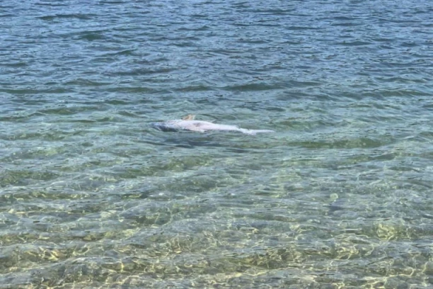 UPLAŠENI KUPAČI ADE CIGANLIJE: Misteriozna riba pluta u plićaku (VIDEO, FOTO)