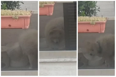 "Tuga mi je i da napišem šta vidim i čujem!" Nikola ispričao kako je svakog dana svedok nasilja nad ovim jadnim STVORENJEM! (FOTO)