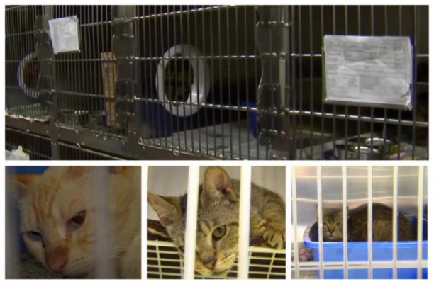 Otkrili 47 MAČAKA U JEDNOM AUTOMOBILU! Kada su shvatili o čemu se radi, usledio je šok, tu je ležao i jedan čovek!